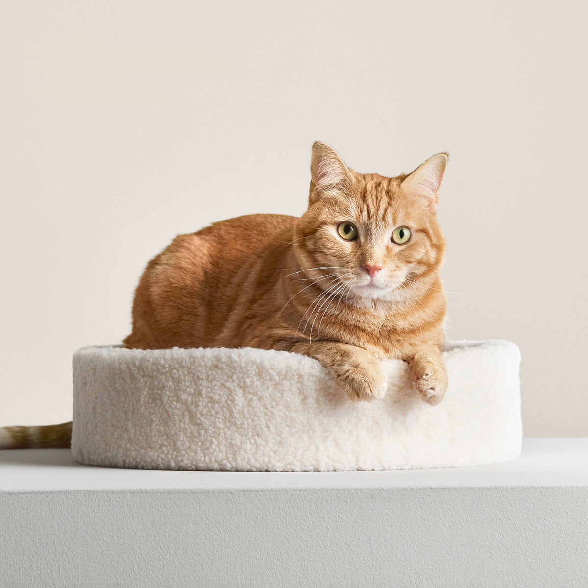 Compact Cushion Cat Resting Bed